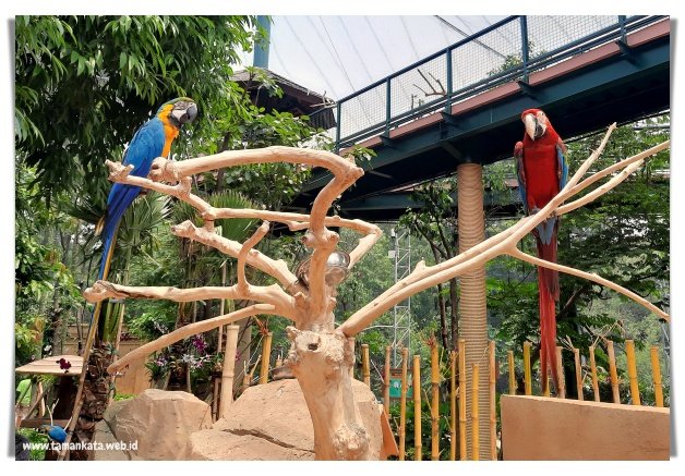 Jakarta Bird Land Wahana Terbaru Ancol